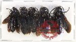 Scientific lot no. 429 Hymenoptera (5 pcs)