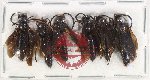 Scientific lot no. 428 Hymenoptera (6 pcs)