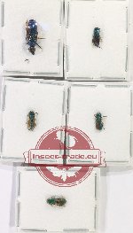 Scientific lot no. 27 Chrysididae (5 pcs A2)