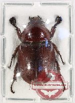 Neohyphus celebesus