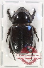 Oryctoderus albertisi