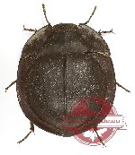 Tenebrionidae sp. 109