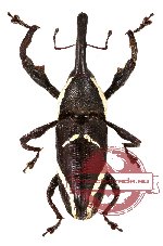 Curculionidae sp. 30