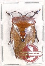 Pentatomidae sp. 49 (4 pcs)