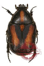 Gametis plagiata (A2)