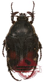 Gametis plagiata (black form)