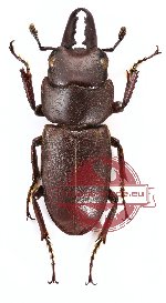 Prosopocoilus passaloides