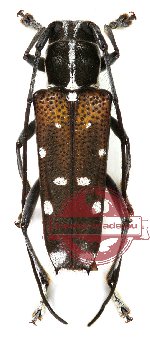 Glenea mounieri