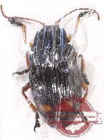 Promechus sp. 3