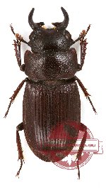 Aegus preangerensis