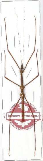 Neopromachus doreyanus