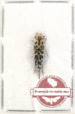 Glipa (s. str.) annulata (5 pcs)