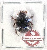 Bolbochromus niger (A2)