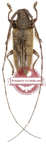 Acalolepta sp. 12 (5 pcs A-/A2)