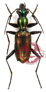 Catascopus (s.str.) praesidens Thomson, 1857 (A-)