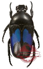 Dicheros (Coryphocera) lividus (A2)