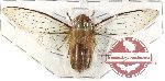 Cicadidae sp. 24