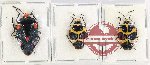 Scientific lot no. 1084 Heteroptera (3 pcs - 2 pcs A2)