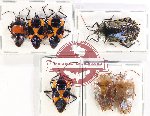 Scientific lot no. 1077 Heteroptera (7 pcs A, A-, A2)