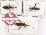 Scientific lot no. 1074 Heteroptera (3 pcs - 2 pcs A2)