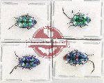 Scientific lot no. 200X Heteroptera (Scutellarinae) (4 pcs A2)