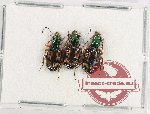 Scientific lot no. 682 Carabidae (3 pcs)