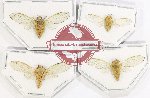 Scientific lot no. 19 Cicadidae (4 pcs A-, A2)