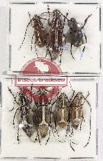 Scientific lot no. 143 Anthribidae (7 pcs - 3 pcs A2)