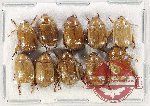 Scientific lot no. 316 Rutelinae (10 pcs)