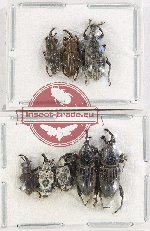 Scientific lot no. 754 Curculionidae (8 pcs)