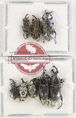 Scientific lot no. 754 Curculionidae (8 pcs)
