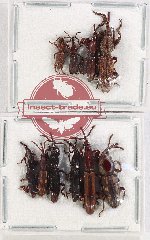 Scientific lot no. 118 Brenthidae (10 pcs)