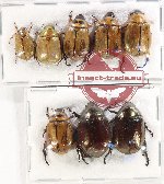 Scientific lot no. 332 Rutelinae (8 pcs)