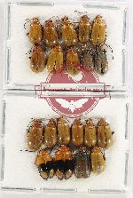Scientific lot no. 486 Chrysomelidae (20 pcs)