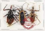 Scientific lot no. 1083 Heteroptera (3 pcs A2)