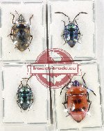 Scientific lot no. 1098 Heteroptera (4 pcs A, A-, A2)