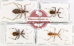Scientific lot no. 1071 Heteroptera (4 pcs - 1 pc A-)