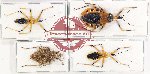 Scientific lot no. 1090 Heteroptera (4 pcs A, A-, A2)