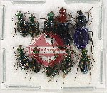 Scientific lot no. 701 Carabidae (10 pcs)