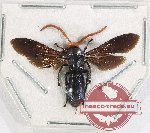 Scoliidae sp. 64