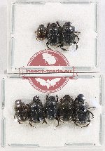 Scientific lot no. 747 Coprophaga (8 pcs)