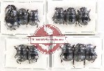 Scientific lot no. 742 Coprophaga (11 pcs A, A-, A2)