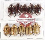 Scientific lot no. 333 Rutelinae (10 pcs)