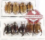 Scientific lot no. 330 Rutelinae (9 pcs)