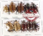 Scientific lot no. 328 Rutelinae (10 pcs)