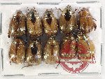 Scientific lot no. 317 Rutelinae (10 pcs)