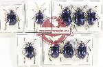 Scientific lot no. 493 Chrysomelidae (9 pcs A, A-, A2)