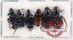 Scientific lot no. 692 Carabidae (6 pcs)