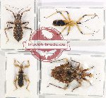 Scientific lot no. 1092 Heteroptera (4 pcs A, A-, A)