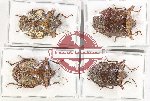 Scientific lot no. 1097 Heteroptera (4 pcs)